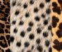 Difference between cheetah and leopard printing