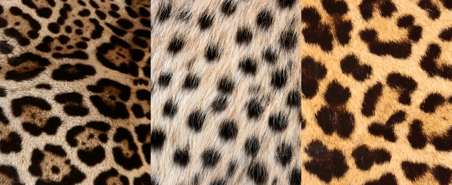 animal prints